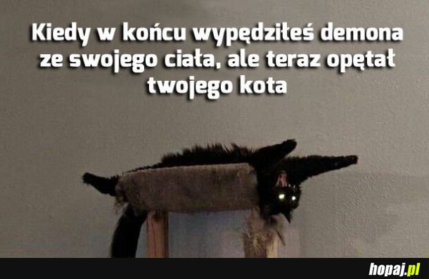 Mój kot ma demona