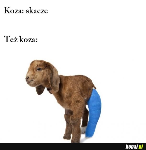  skoczna ta koza