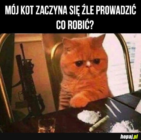 Co mam robić?