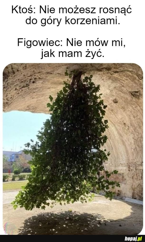 Ja nie mogę?