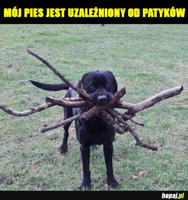 WINCYJ PATYKÓW