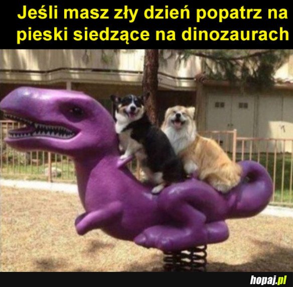 Szczęśliwe pieski