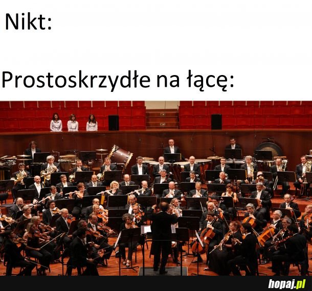 Świerszcze, pasikoniki, koniki, turkucie i inne takie