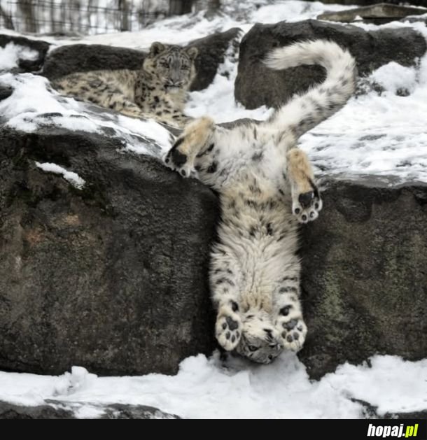 Majestatyczne śnieżne lamparty.