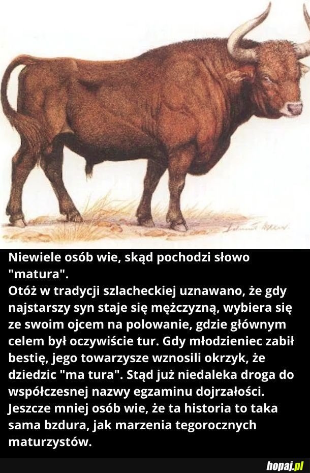 Pochodzenie słowa matura