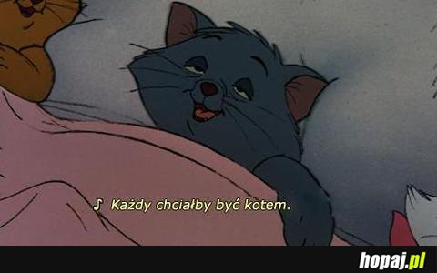 Każdy chciałby być kotem