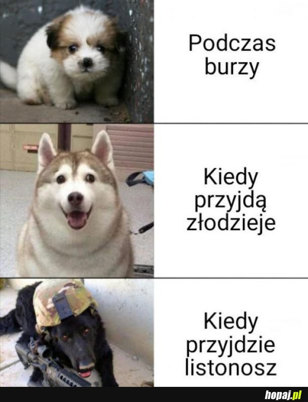 Pieski takie są