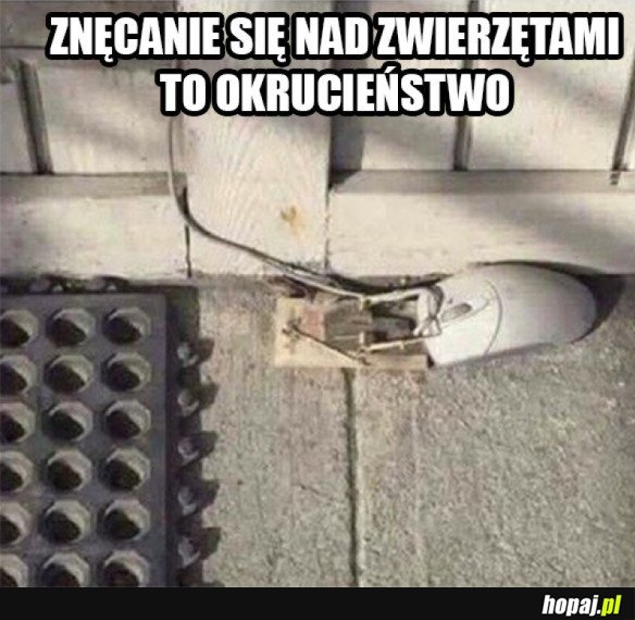 ZNĘCANIE SIĘ NAD ZWIERZĘTAMI