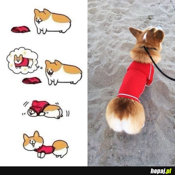 Corgi