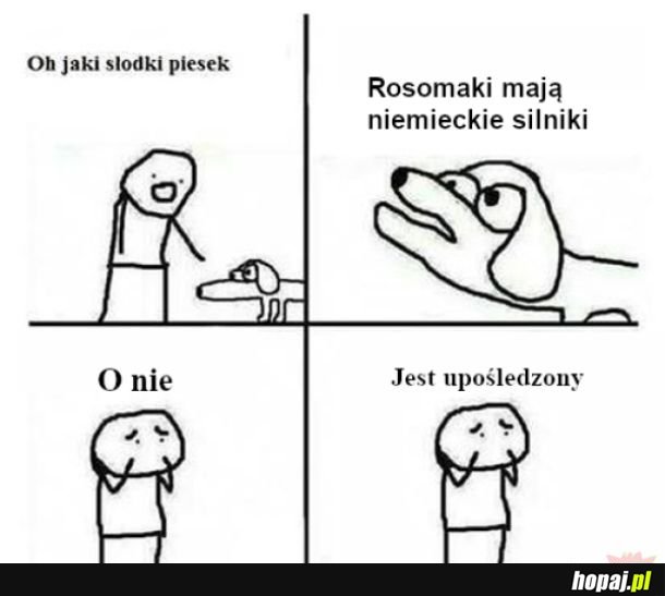 Żyrafy wchodzą do szafy