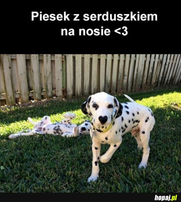 SŁODKI PIESEK