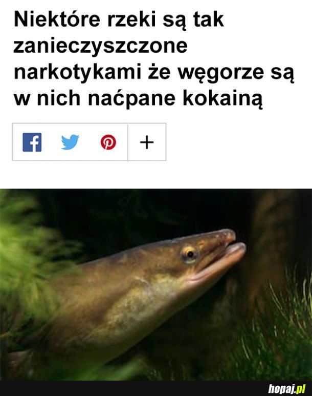 Zanieczyszczone rzeki