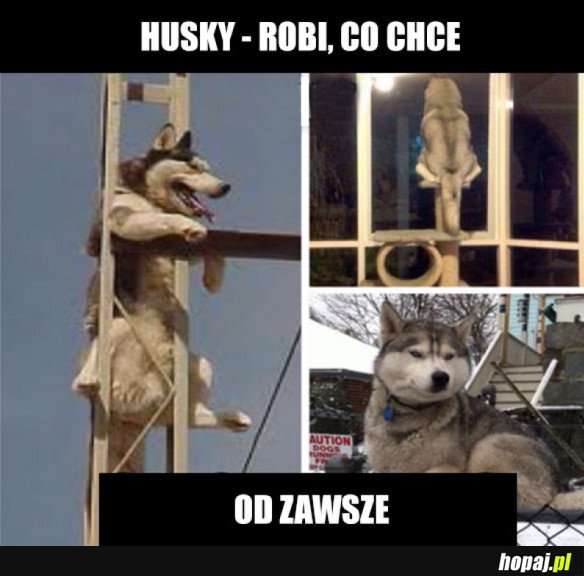 HUSKY 