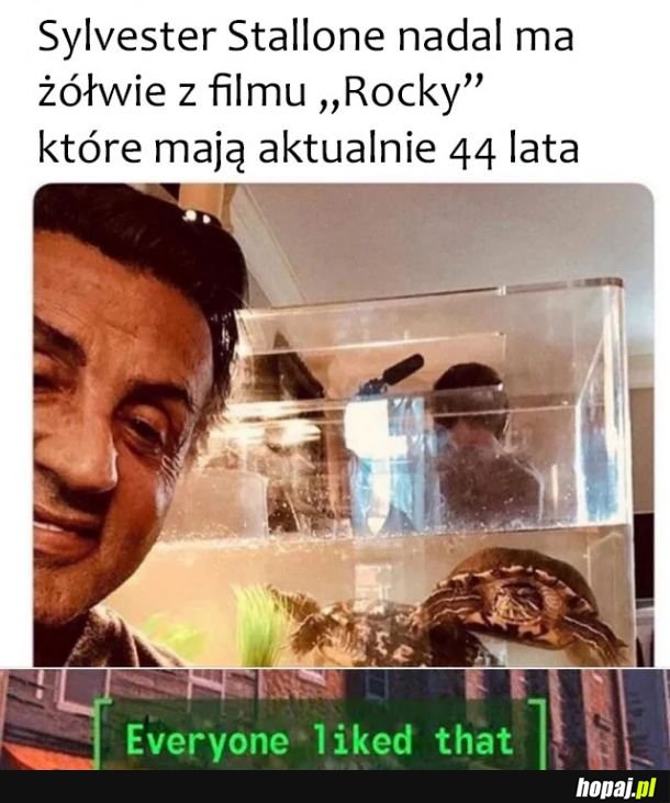 Sławne żółwie