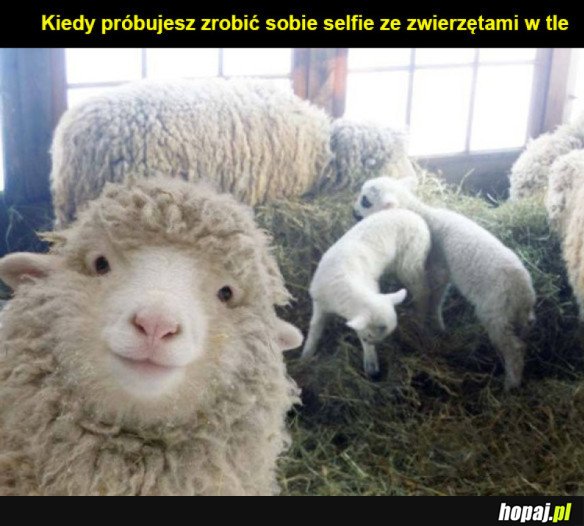 Selfie