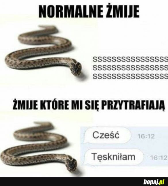 Żmije w życiu