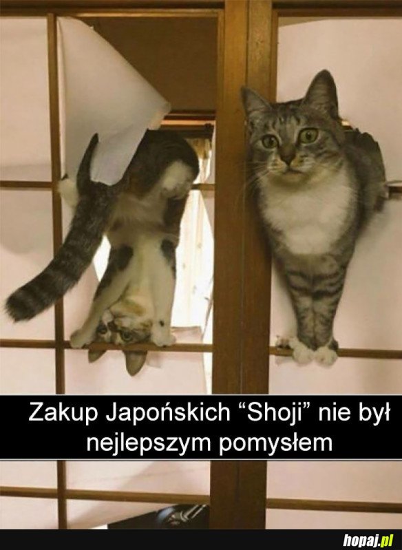 KOT ZAWSZE BĘDZIE KOTEM