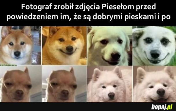 Pieseł