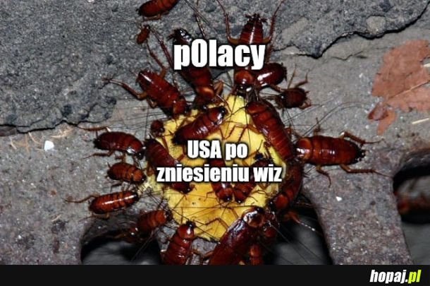  Polacy 