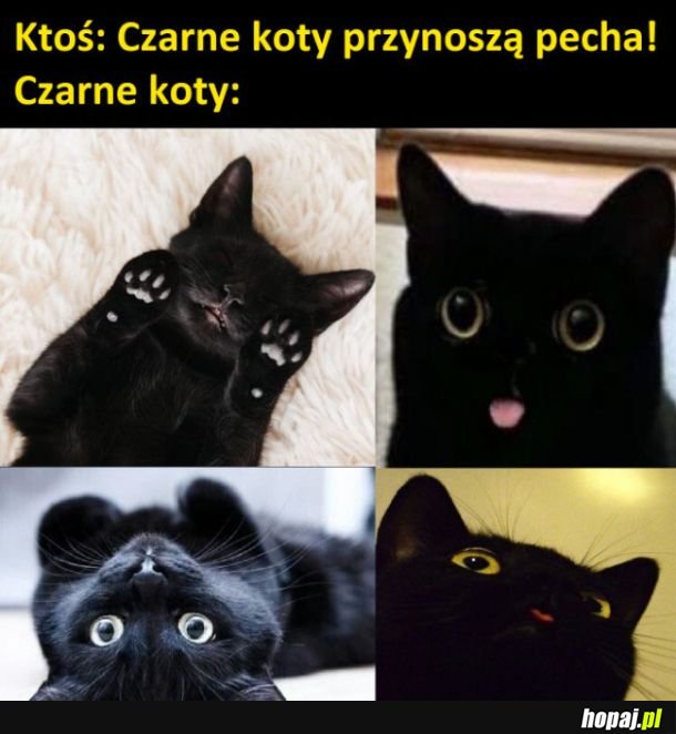 Czarne koty