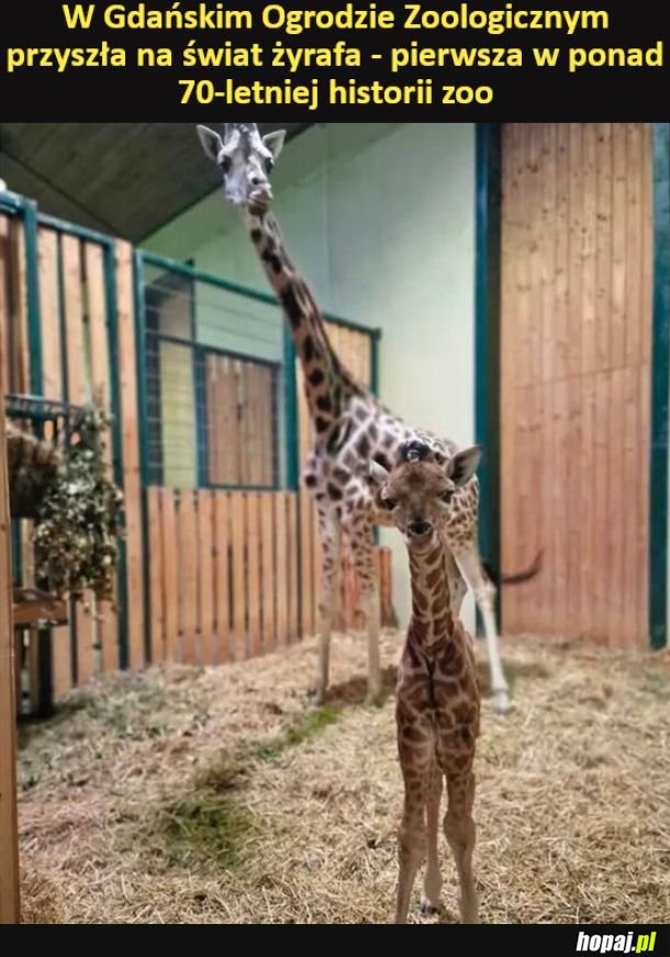 Narodziny nowej żyrafki