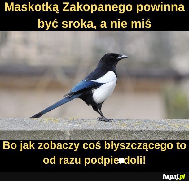 Sroka.