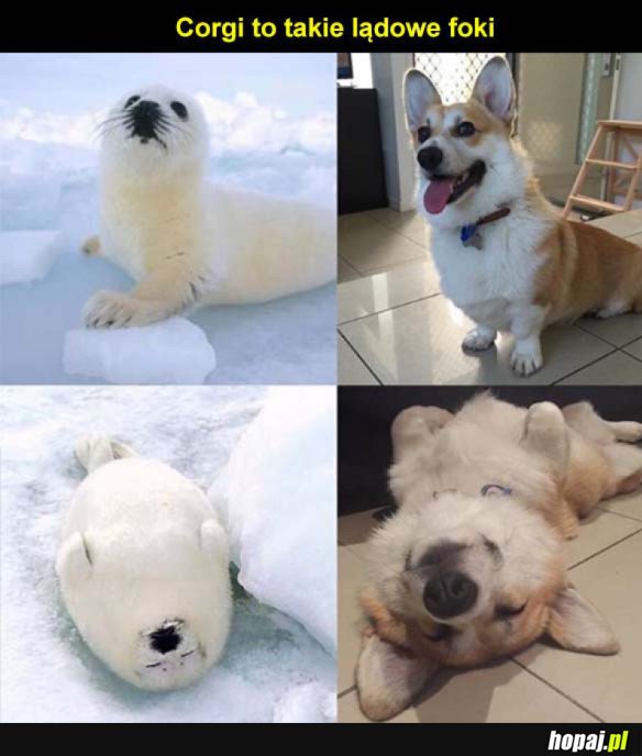 Corgi