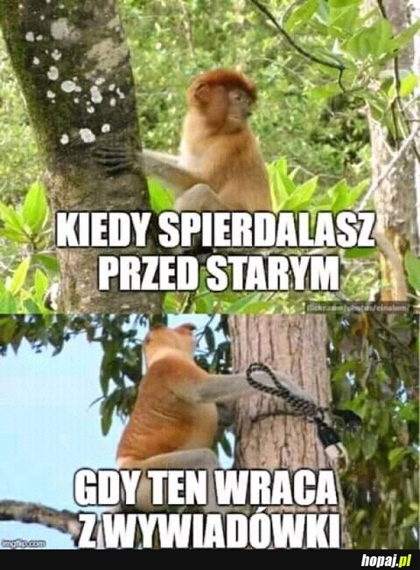 Daj spokój tate
