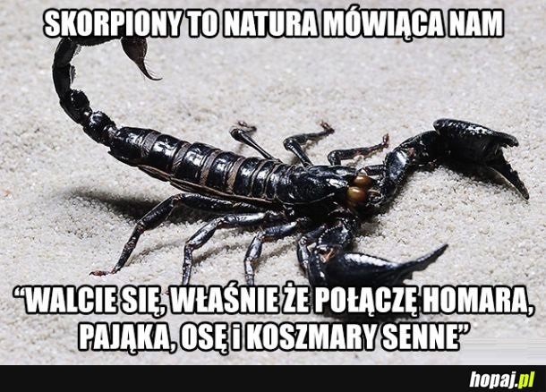 Oto jak powstały skorpiony