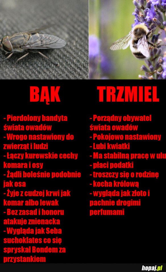 PRAWDZIWY BĄK