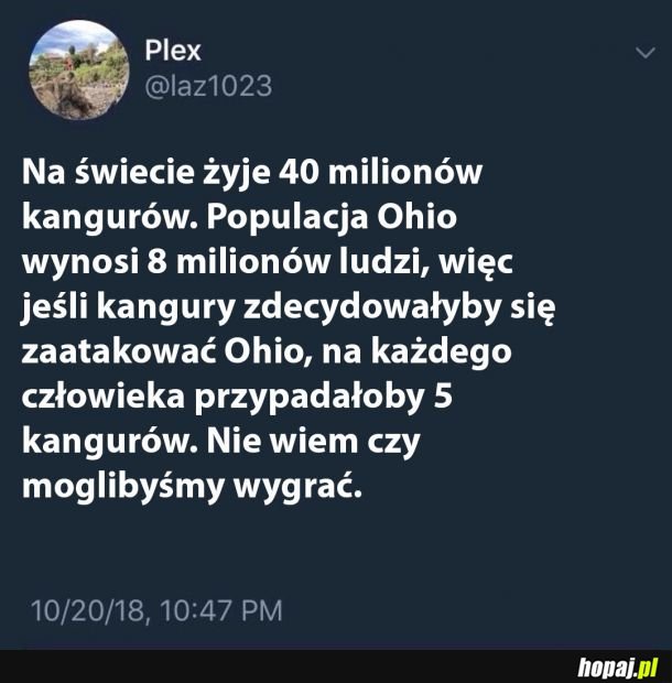 Niebezpieczne kangury