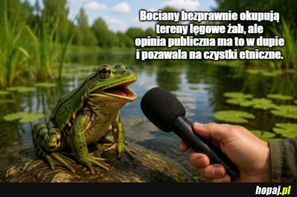 Gdy żaba zaczyna gadać jak polityk