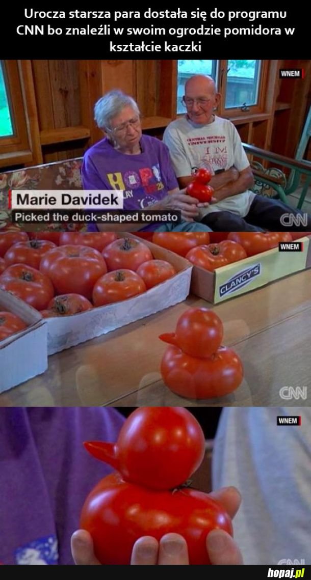 Kaczorek Pomidorek