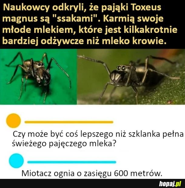 Pajęcze mleko