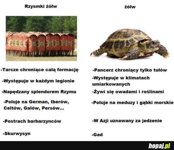 Żółwie