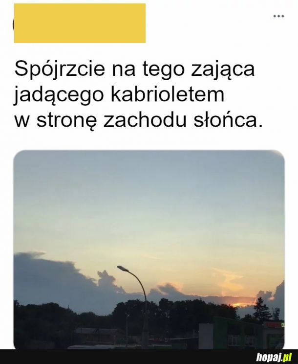 Zajączek