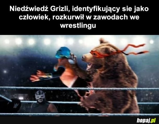 Takie amerykańskie zapaso-teatry
