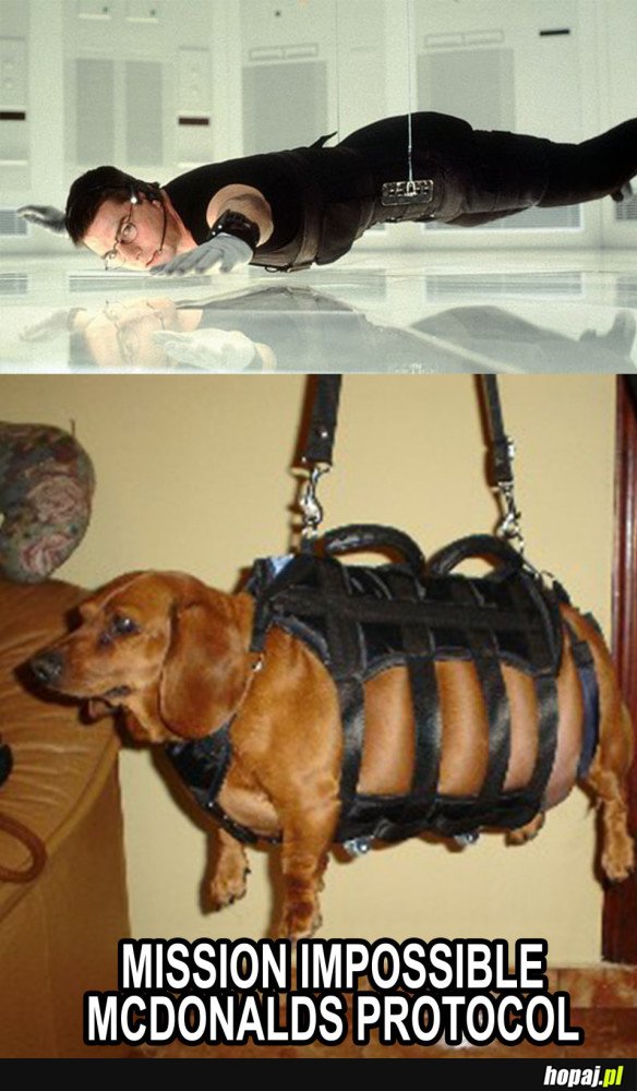 DOGESSIBLE