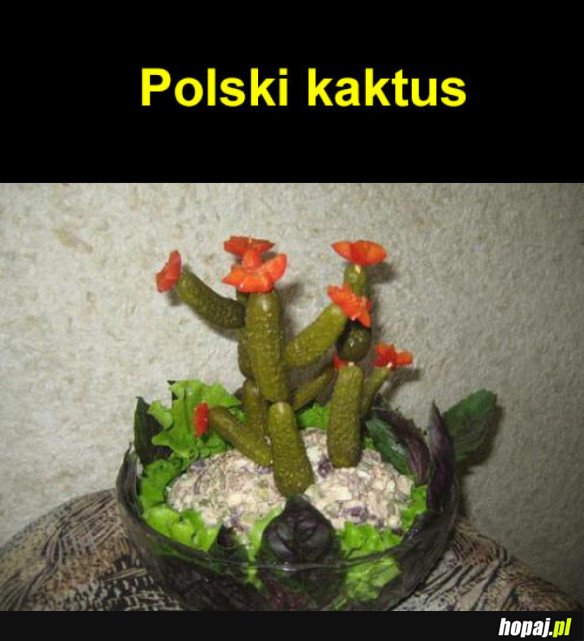 POLSKI KAKTUS