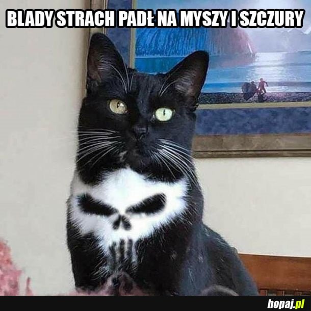 Kot Punisher