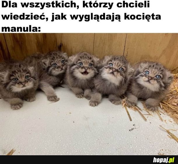  Słodziaki 