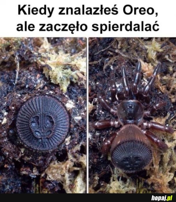 Dziwne Oreo