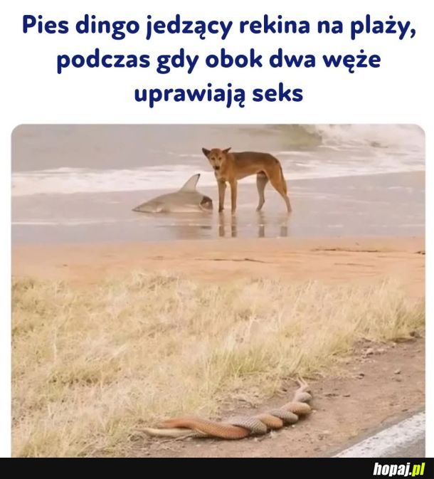 Zwyczajny dzień w Australii.