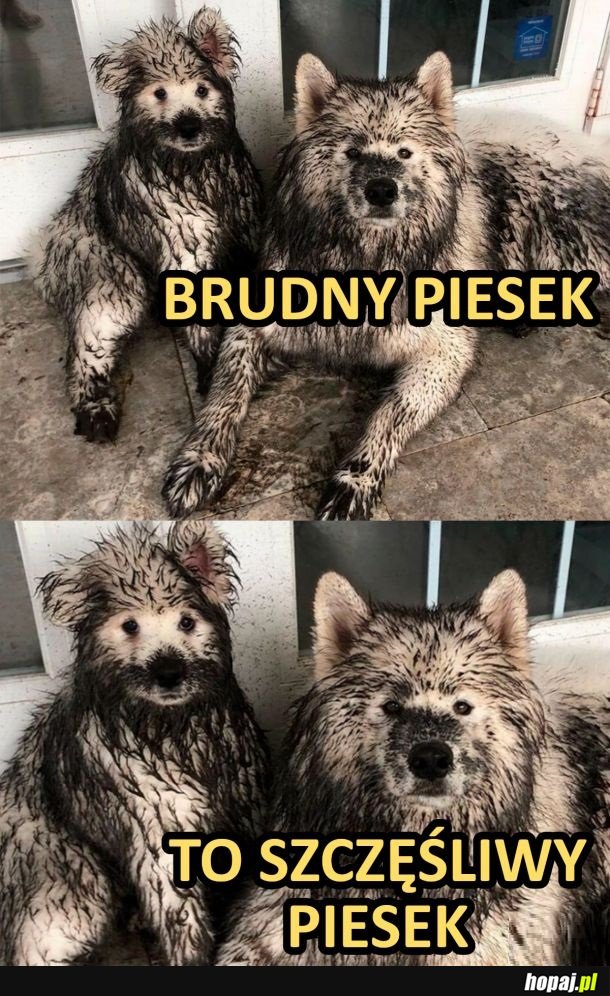 Brudny piesek to szczęśliwy piesek