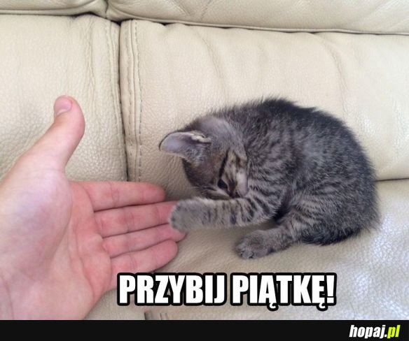 Kot i pan