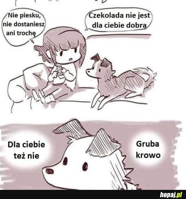 Czekolada jest niedobra dla psów