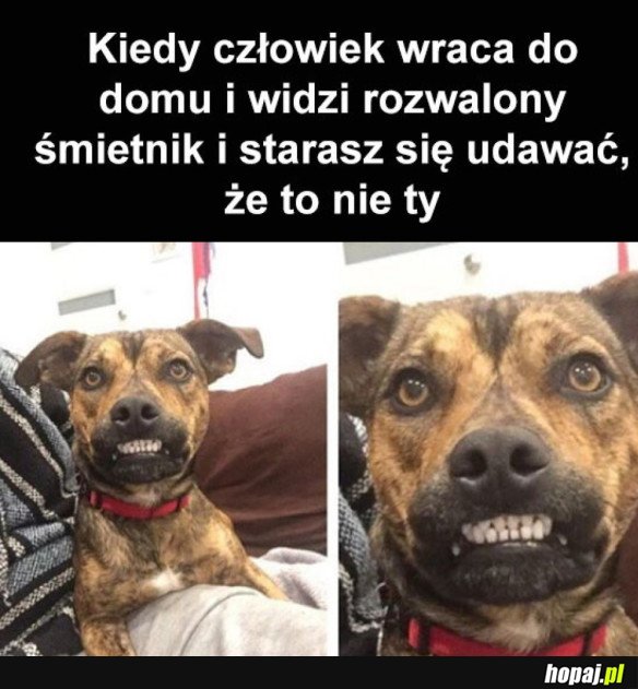 TO NIE JA