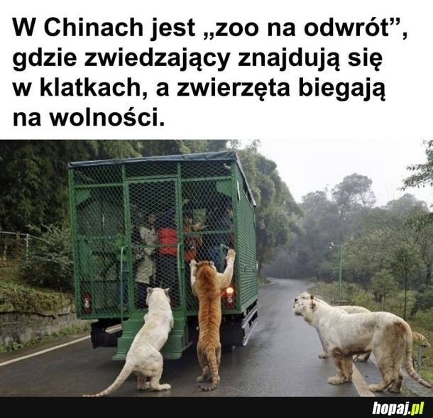 Tylko kto tu kogo ogląda 