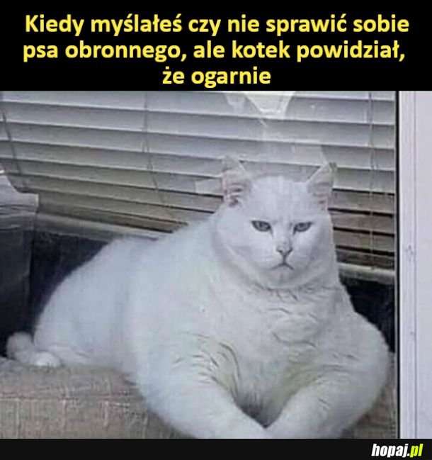 Kotek obronny