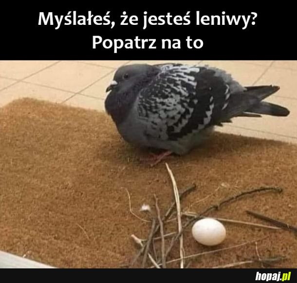 Lenistwo